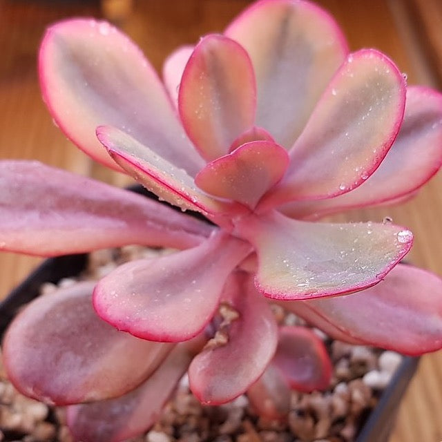 PRESALE Echeveria Angel Wings, Variegata, (Random)