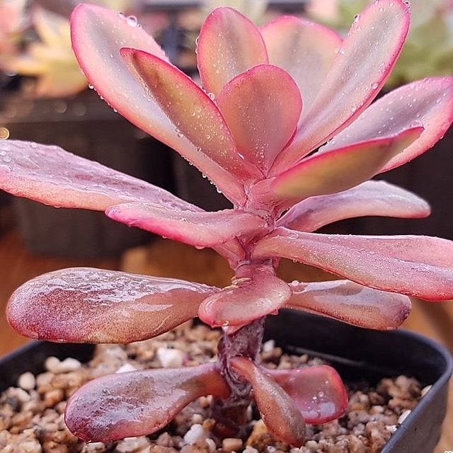 PRESALE Echeveria Angel Wings, Variegata, (Random)