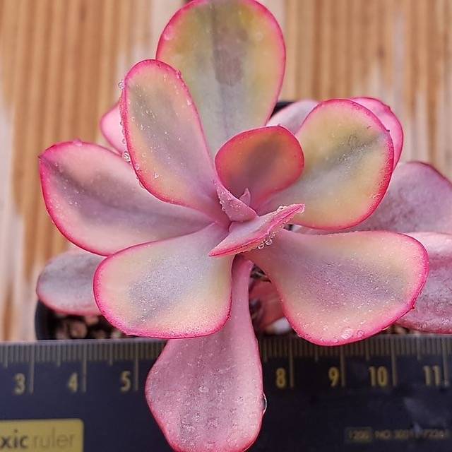 PRESALE Echeveria Angel Wings, Variegata, (Random)