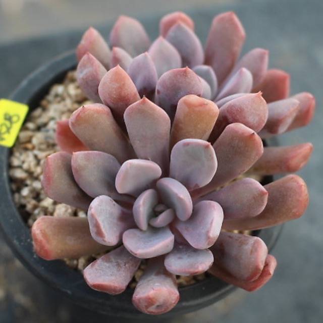 PRESALE Echeveria Cupid, (Random)