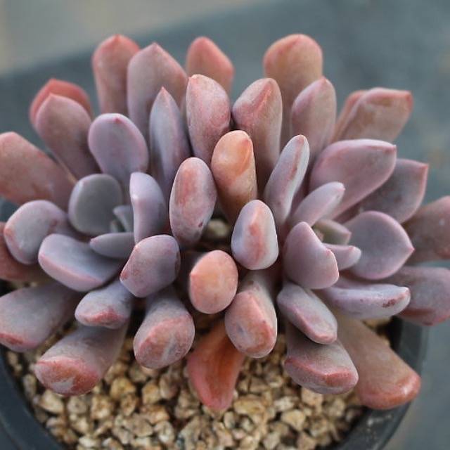 PRESALE Echeveria Cupid, (Random)