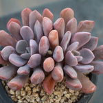 PRESALE Echeveria Cupid, (Random)
