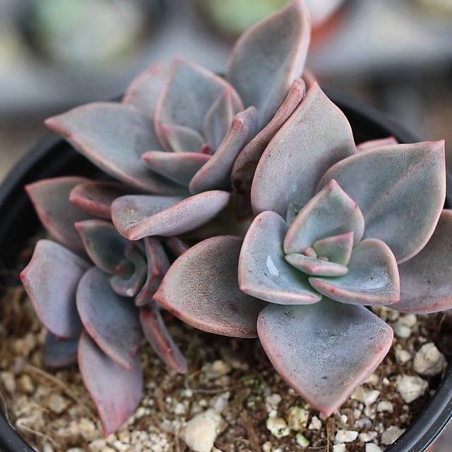 succulent by bessy PRESALE Echeveria Bainesii – Cedar Creek Farmhouse
