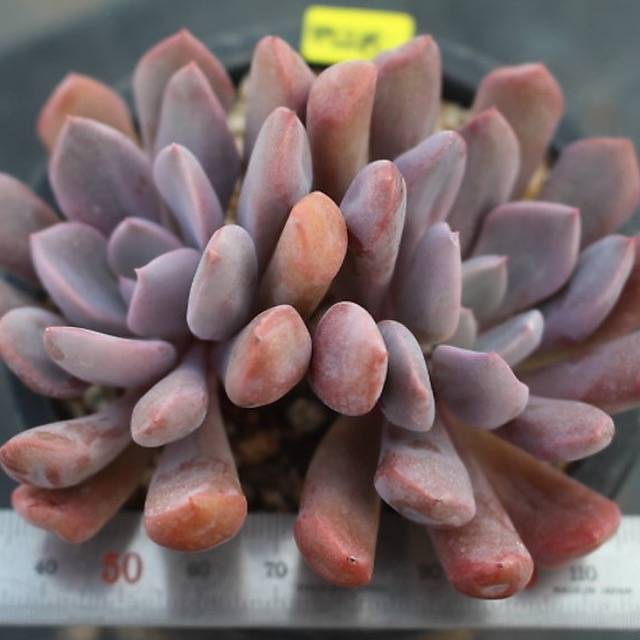 PRESALE Echeveria Cupid, (Random)