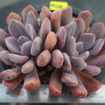 PRESALE Echeveria Cupid, (Random)