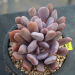 PRESALE Echeveria Cupid, (Random)