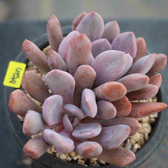 PRESALE Echeveria Cupid, (Random)