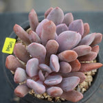 PRESALE Echeveria Cupid, (Random)