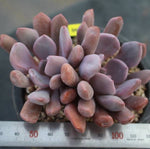 PRESALE Echeveria Cupid, (Random)