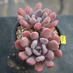 PRESALE Echeveria Cupid, (Random)