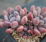 PRESALE Echeveria Cupid, (Random)
