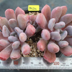 PRESALE Echeveria Cupid, (Random)