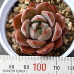 PRESALE Echeveria Montpres Hybrid (New!)