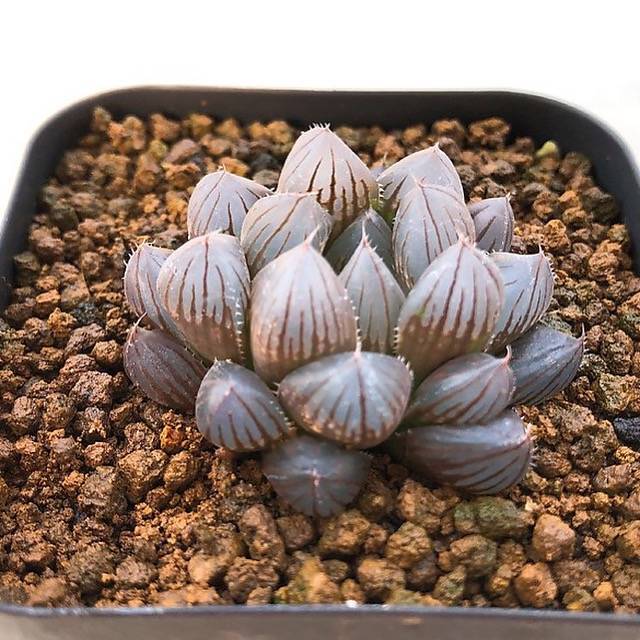 PRESALE Haworthia Cymbiformis var. Obtusa, (Not So Random)