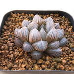 PRESALE Haworthia Cymbiformis var. Obtusa, (Not So Random)