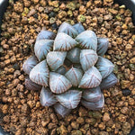 PRESALE Haworthia Cymbiformis var. Obtusa, (Not So Random)