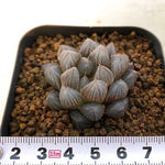 PRESALE Haworthia Cymbiformis var. Obtusa, (Not So Random)