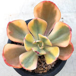 PRESALE Echeveria Angpang, (Not So Random)