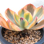PRESALE Echeveria Angpang, (Not So Random)