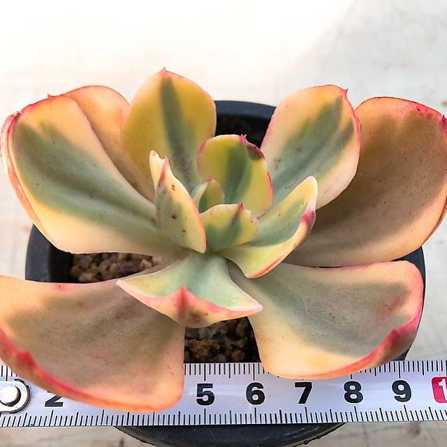 PRESALE Echeveria Angpang, (Not So Random) – Cedar Creek Farmhouse