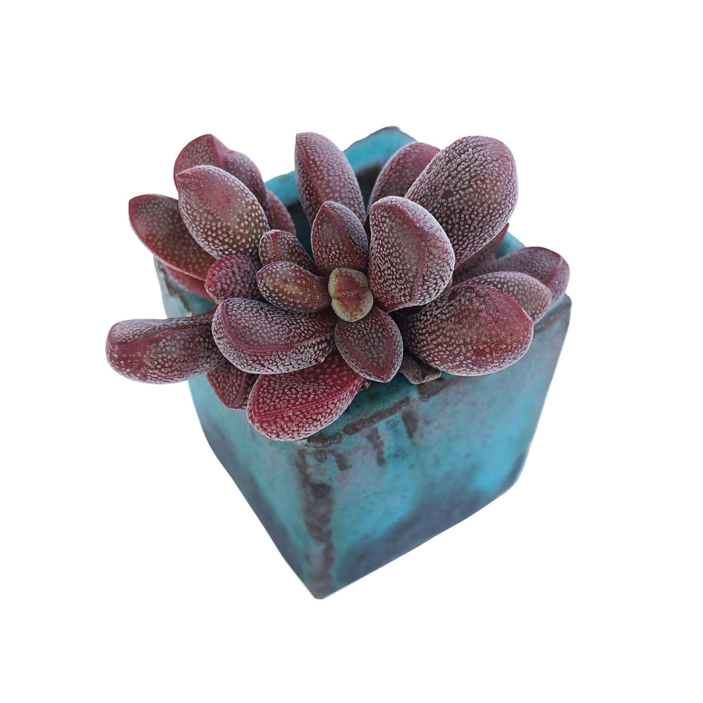 NEW! Crassula Fragarioides