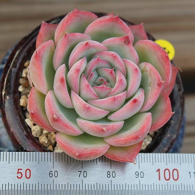 echeveria rose succulent PRESALE Echeveria Crystal Rose, (Not So Random)