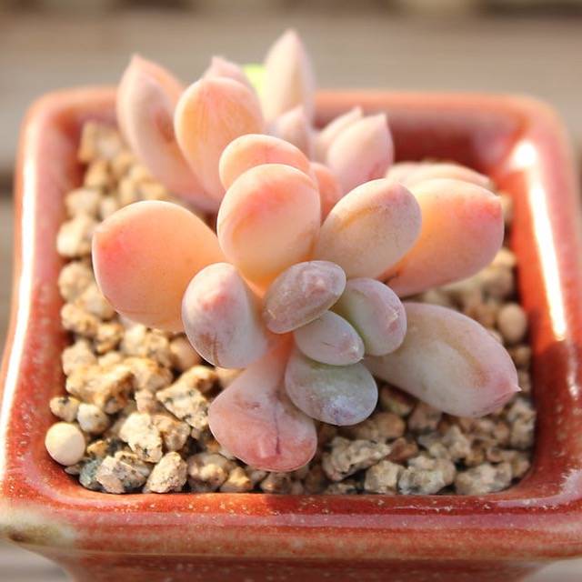 PRESALE Echeveria Raleigh, (Not So Random)