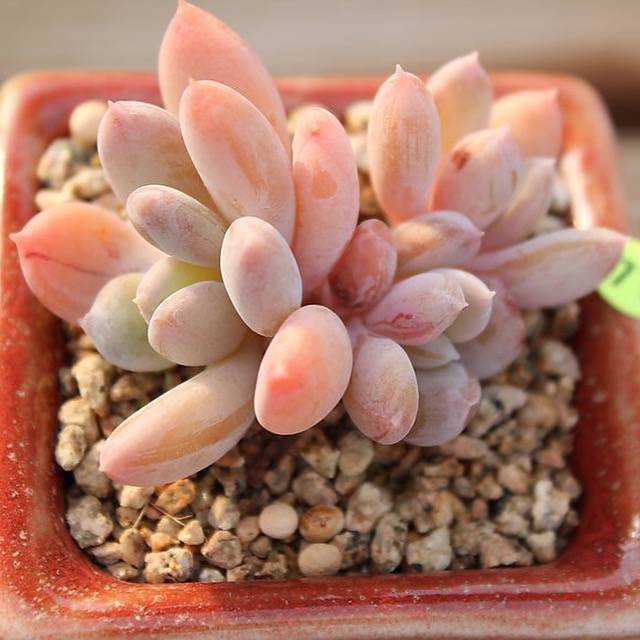 PRESALE Echeveria Raleigh, (Not So Random)