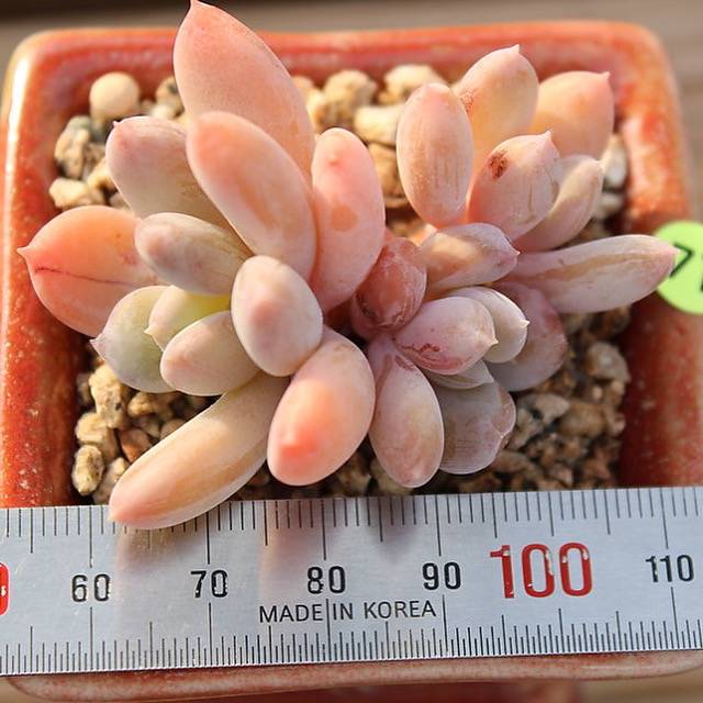 PRESALE Echeveria Raleigh, (Not So Random)