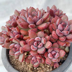 PRESALE Graptoveria Purple Dream, (Not So Random)