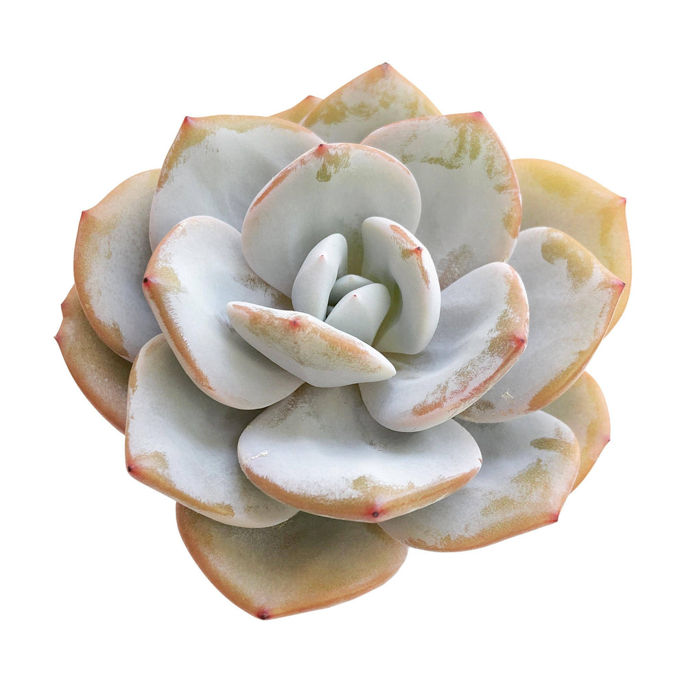 Echeveria Cream Tea, Large