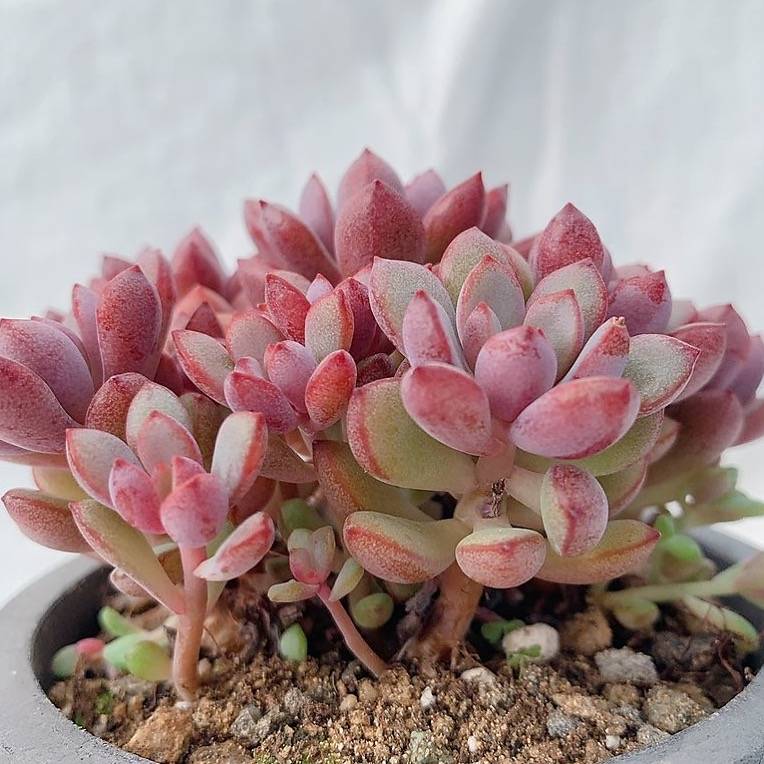 PRESALE Graptoveria Purple Dream, (Not So Random)