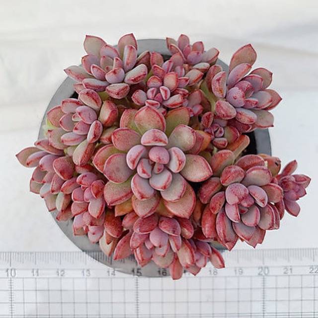 PRESALE Graptoveria Purple Dream, (Not So Random)
