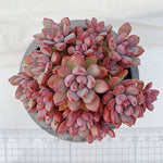 PRESALE Graptoveria Purple Dream, (Not So Random)