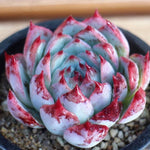 PRESALE Echeveria Pavly, (Not So Random)