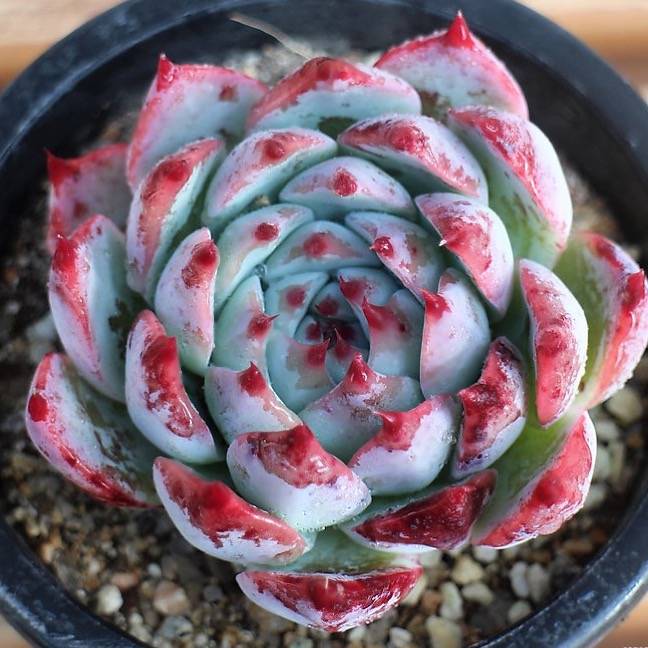 PRESALE Echeveria Pavly, (Not So Random)