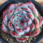 PRESALE Echeveria Pavly, (Not So Random)
