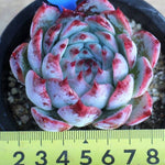 PRESALE Echeveria Pavly, (Not So Random)