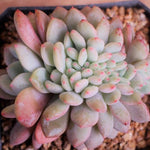 PRESALE Echeveria Ariel Cristata, (Not So Random)