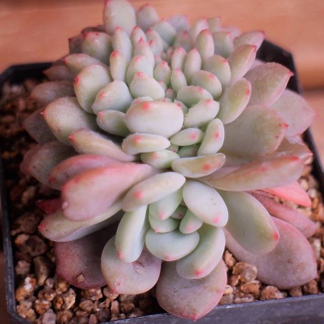 PRESALE Echeveria Ariel Cristata, (Not So Random)