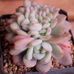 PRESALE Echeveria Ariel Cristata, (Not So Random)