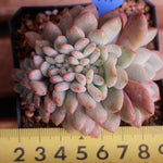 PRESALE Echeveria Ariel Cristata, (Not So Random)