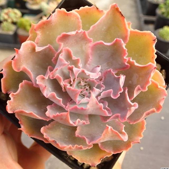 Echeveria Florence, (Random) – Cedar Creek Farmhouse