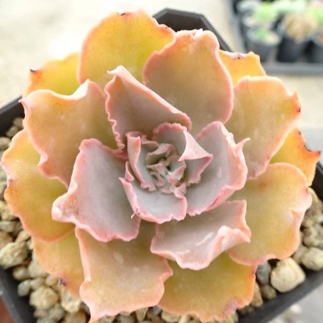 Echeveria Florence, (Random) – Cedar Creek Farmhouse