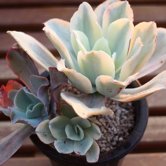 PRESALE Echeveria Japan Moon River Sp., (Not So Random)