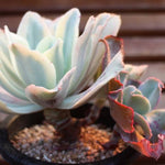 PRESALE Echeveria Japan Moon River Sp., (Not So Random)