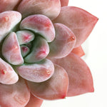 Echeveria Arteusa