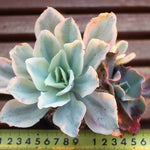 PRESALE Echeveria Japan Moon River Sp., (Not So Random)