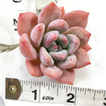 Echeveria Arteusa