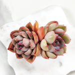 Echeveria Orion, (Double)